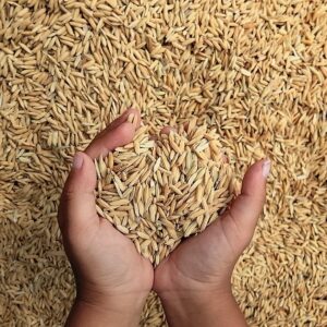 OBILNINY / SLNEČNICA