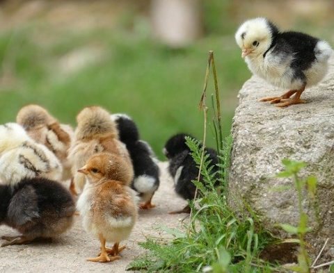 mlada-hydina-ilu-obr